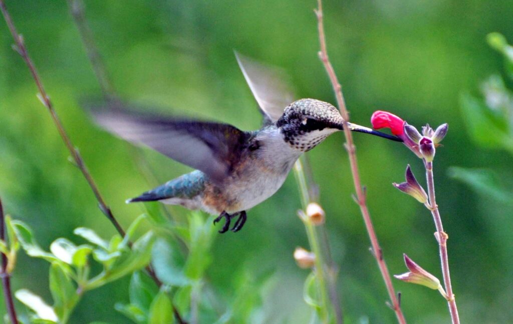 Giving Hummingbirds What They Need