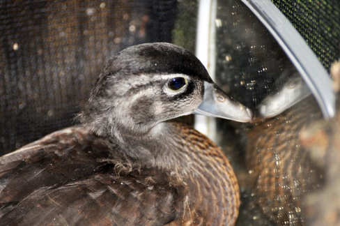August the Wood Duck: Part 1