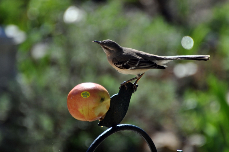 The Curious Birder: Stretch Your Bird Food Budget